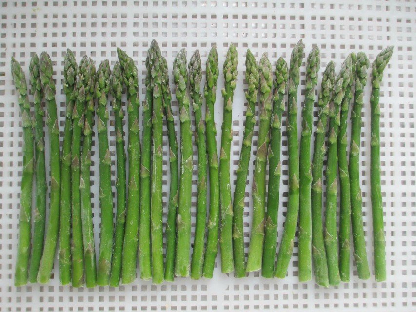 Hot types green IQF onion & Frozen chive