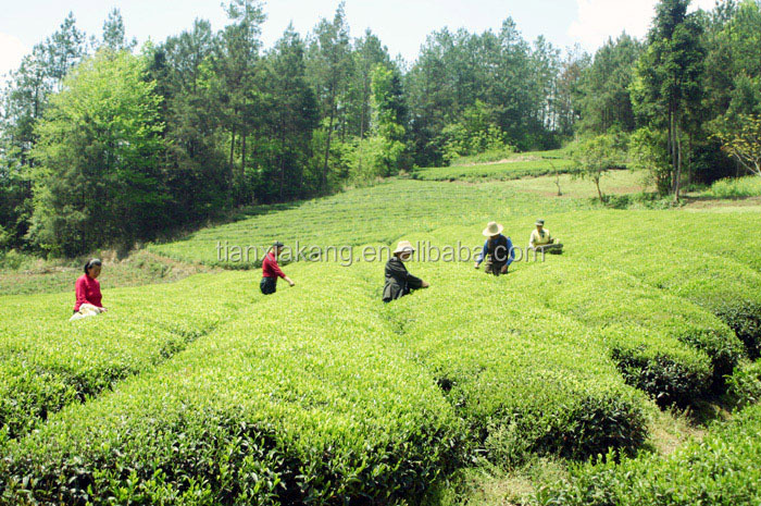 Green Tea Extract Tea Polyphenol (TP) Green Tea Polyphenols 30%-98%