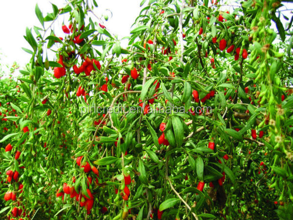 2014 New produced goji berry extract powder