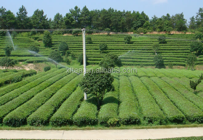 green tea fanning/broken green tea/broken tea