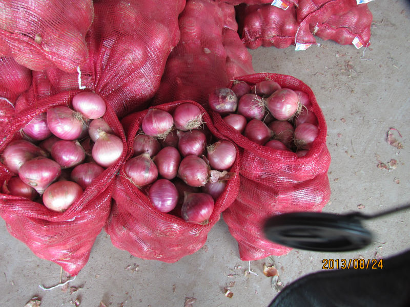 2014 new corp fresh onion fresh shallot onion