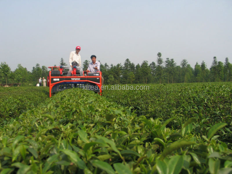 green tea brand names biluochun/best green tea/china green tea