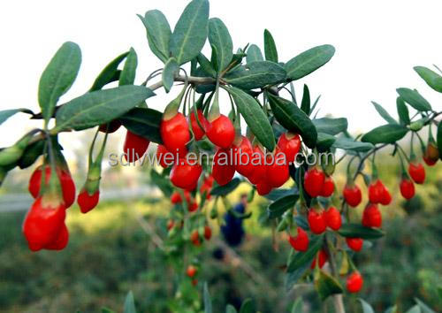 Wolfberry juice concentrate