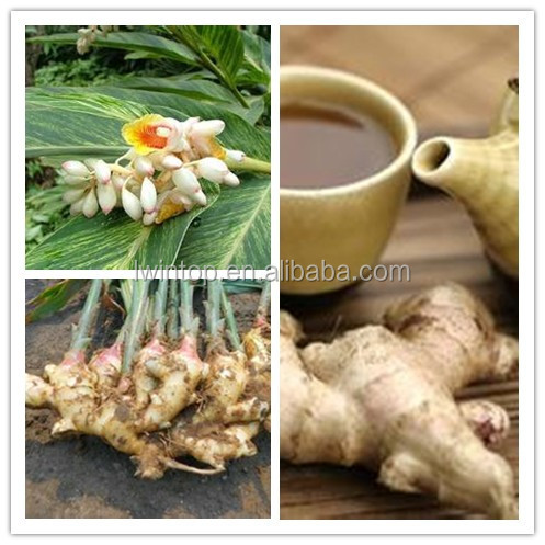 2013 NEW FRESH AND THIN GINGER_HIGH QUALITY
