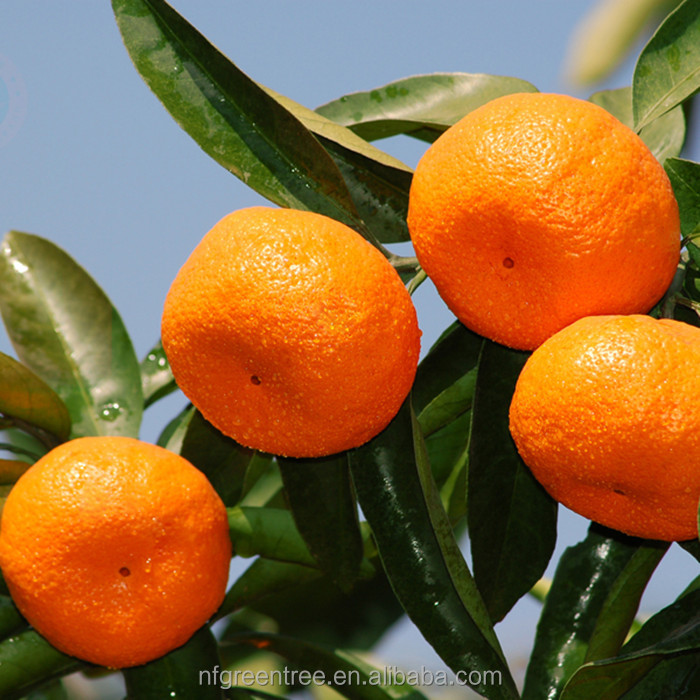 Pampas original fresh honey mandarin with own orchard and processing factory