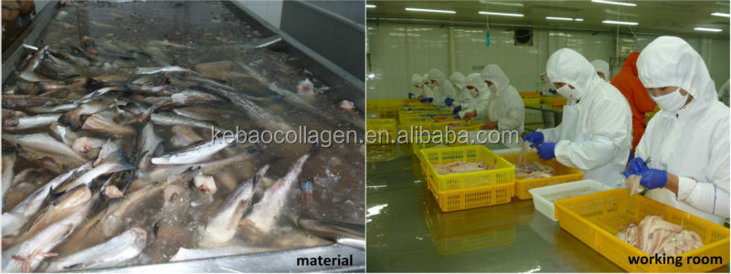 Tilapia fish scale Collagen Peptide Powder