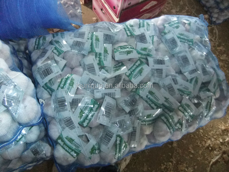 Best dates vegetables fresh garlic export in reefer container