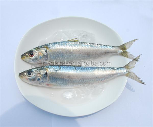 Canned Sardines in Tomato Sauce & Chili in Chaozhou