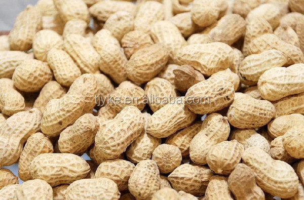 Peanut in shell