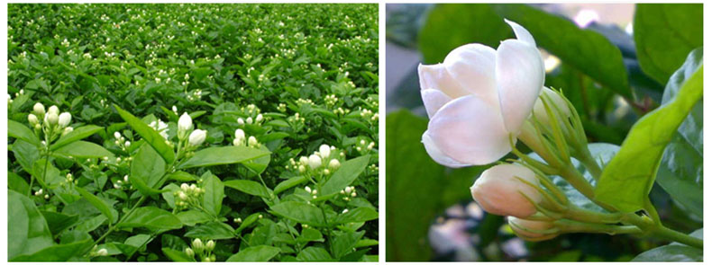 organic Health Eu standarad Jasmine flower good quality herbal tea