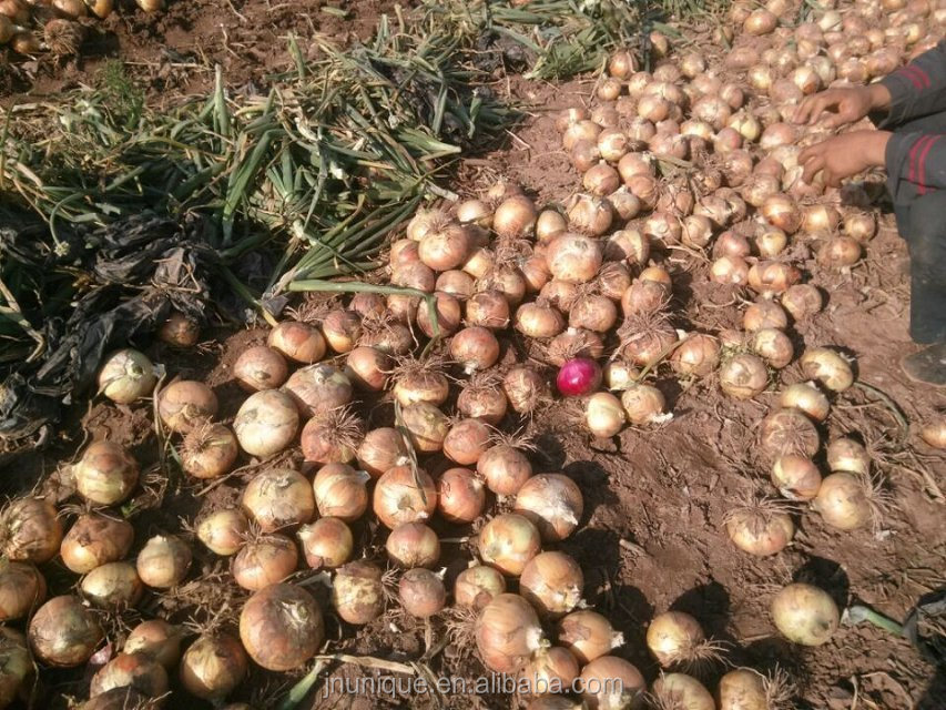 Gansu Fresh Holland Onion for Exports