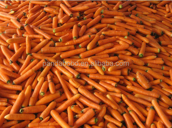 Chinese bulk fresh carrot from pandabobo