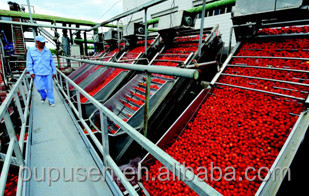 Hot product for sale tomato paste in bulk tomato paste