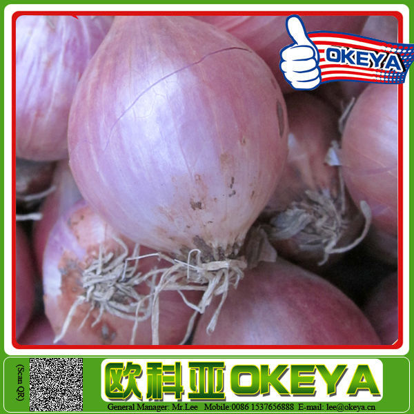 ISO9001 Certificated hydrolyzed vegetable protein