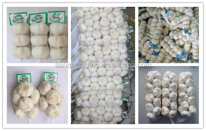 chinese normal white garlic price China Garlic/AJO/ALI/ALHO