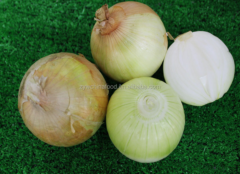 New Crop Prices Fresh Onion Hot Good Exporter