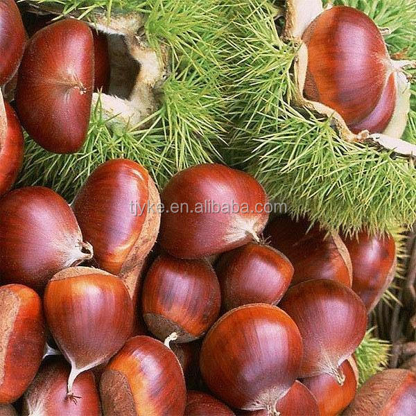 fresh chestnut in shell new crop 2014 crop