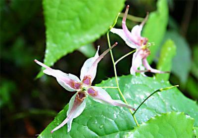 Lcariin Epimedium Extract Powder