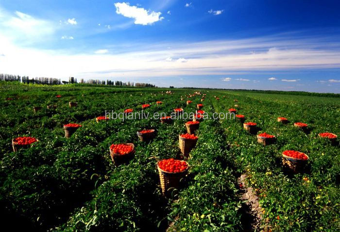 Tomato sauce in drum