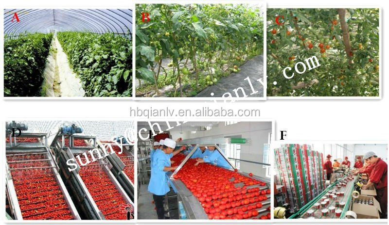 xinjiang bulk tomato paste