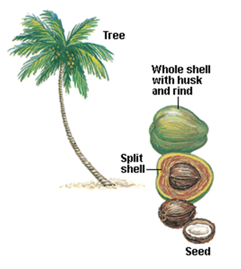 Factory Price Of Instant Coconut Water Powder/Coconut Fat Powder