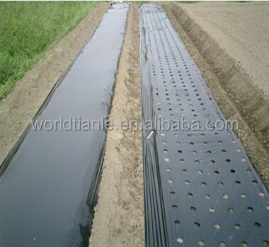 black agricultural film with perforation for onion.jpg