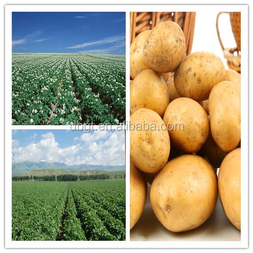 types of potatoes/various potato types