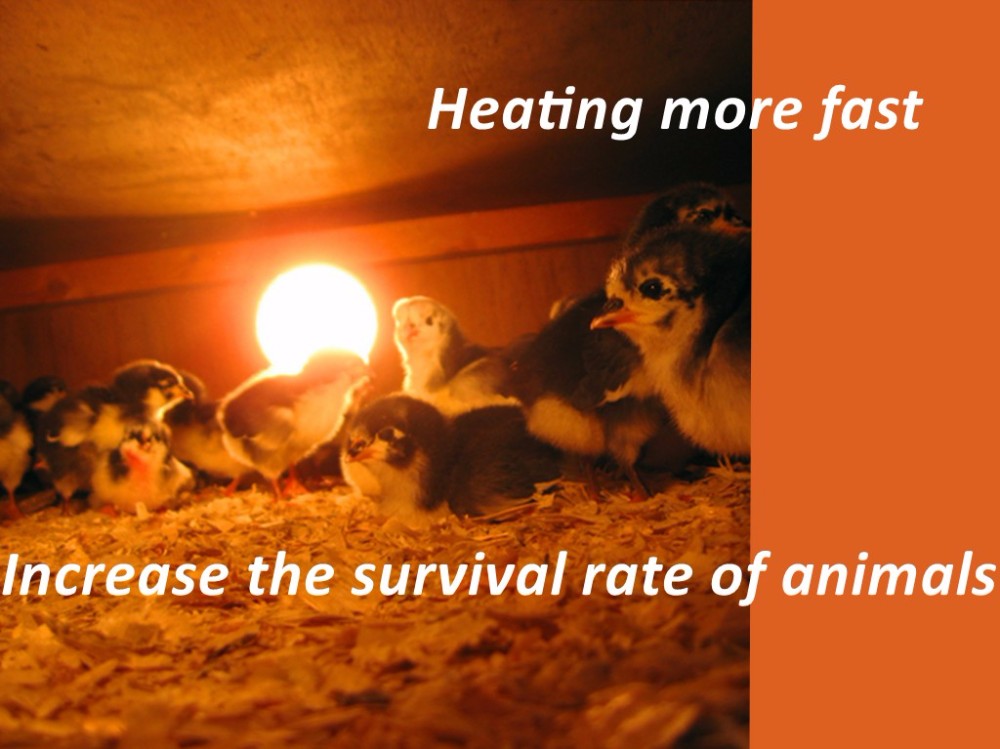 chicks-ohio-brooder-1lc2ld1_