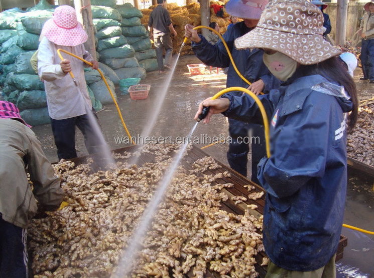 2014 High Quality New Crop Fresh Ginger For UK,CANADA,USA and EU Market