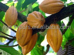 Good effective organic cocoa beans extract with excellent service