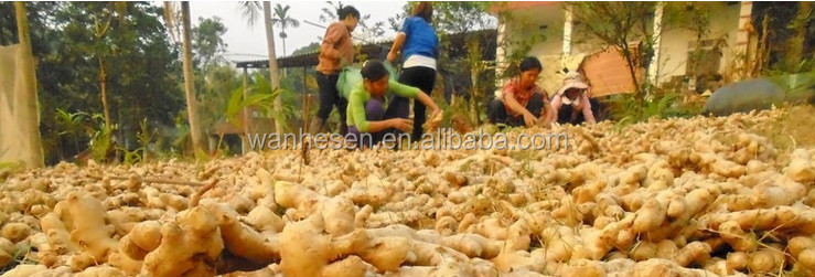 2014 High Quality New Crop Fresh ginger export For UK,CANADA,USA and EU Market 1kg fresh ginger pric