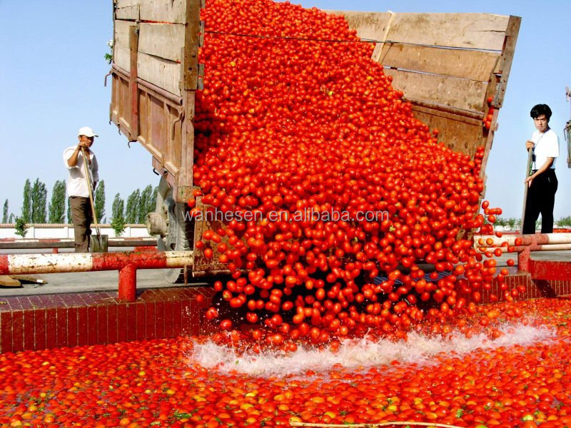 36-38% tomato paste in drum, manufacturer of bulk tomato ketchup cold break, canned tomato paste