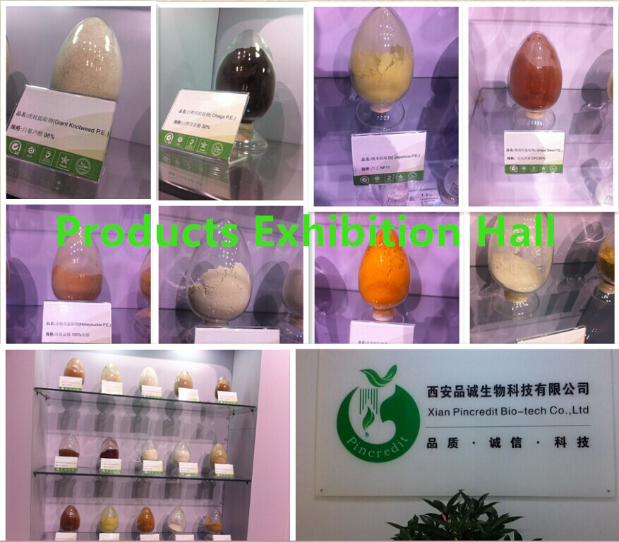 GMP Factory Supply Cocoa Seed Extract/Cocoa Powder Price