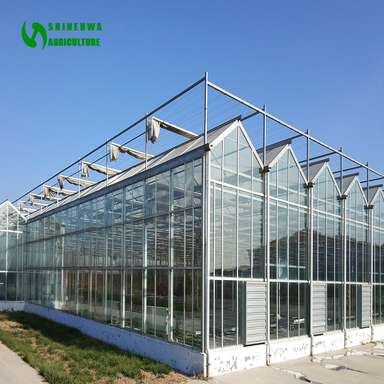 High Efficient Venlo Tempered Glass Greenhouse With Hydroponic Growing