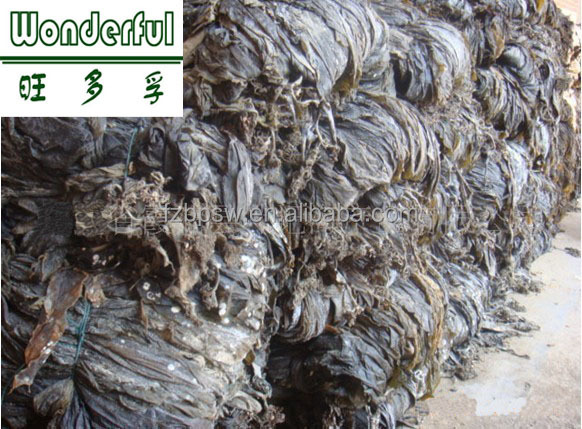 kelp Raw material.jpg