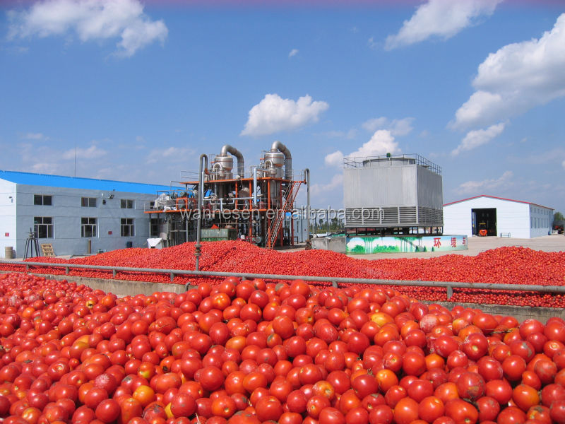 pure tomato paste without any additive and colorant high quality high concentration