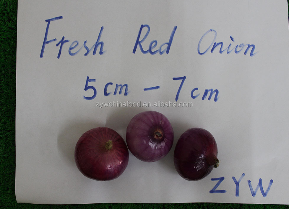 Fresh Onion Hot Sale Onion New Crop Onion Wholesale Onion Prices Onion High quality Onion Exporter