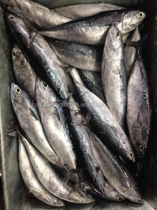 200g up whole round Auxis thazard bullet bonito