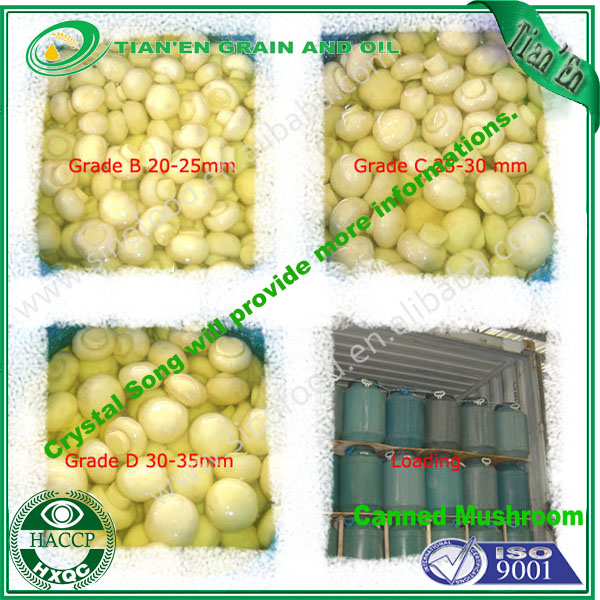 canned mushroom in brine with competitive mushroom price haccp certified products