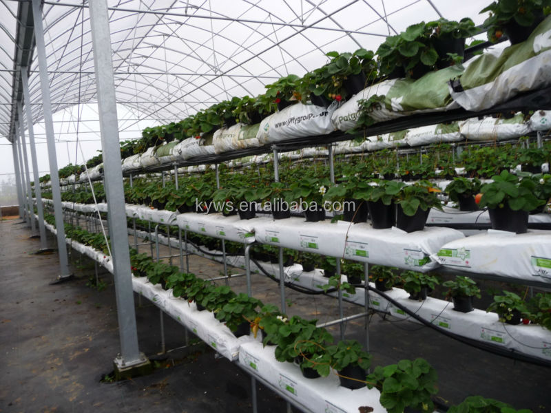 Hydroponic Nft Growing System Greenhouse - Buy Hydroponic ...