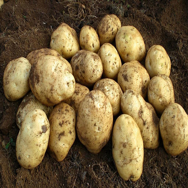 2014 New crop healthy and nutritious potatoes