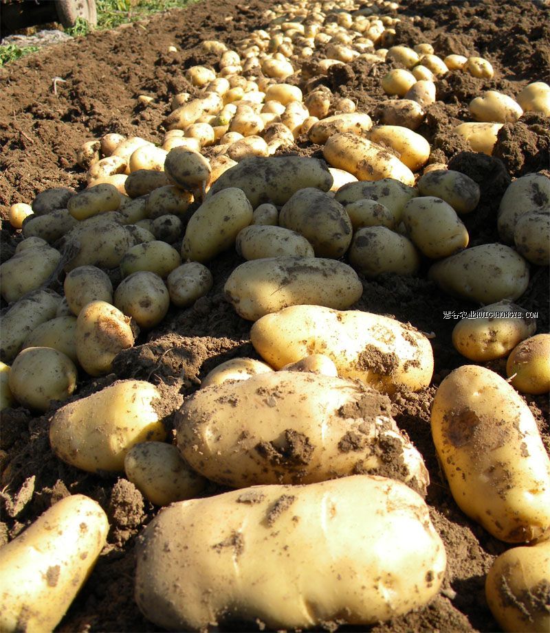 2014 New crop fresh potato with top quality and competitive price