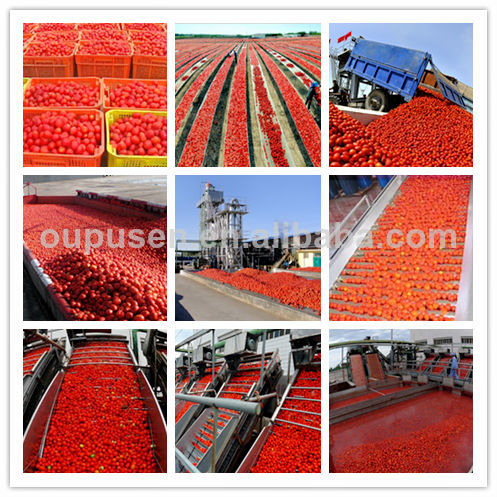 Best Tomato Sauce in drum 2014 New Corp tomato sauce