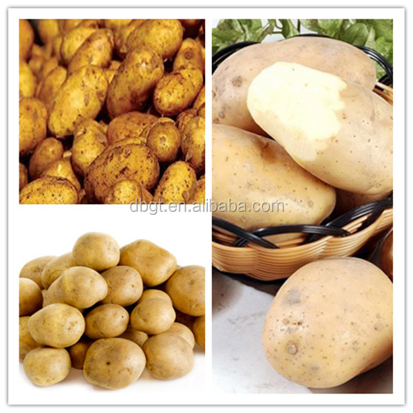 Healthy vegetables new fresh russet potato, enjoy life