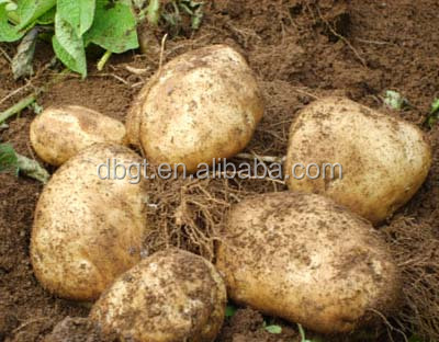 worth your choose and buy The new high quality fresh potatoes