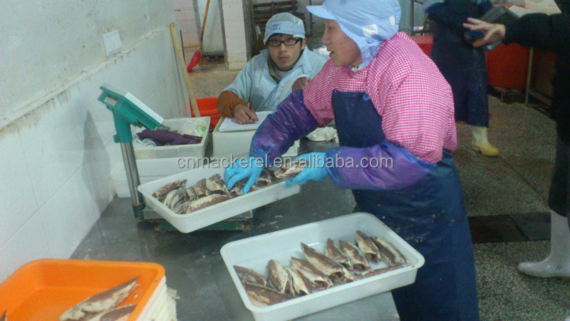 Best Selling Products Precooked Yellowfin Tuna Loin /Frozen Tuna Loin