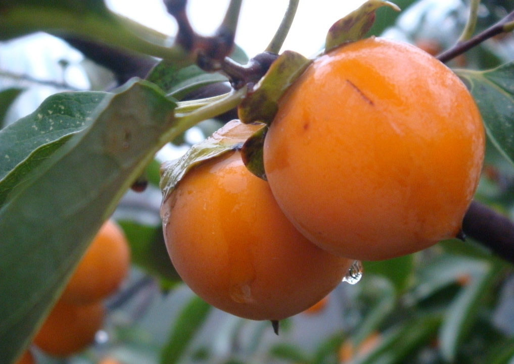 100%nature Persimmon Extract powder, persimmon leaf tea,dried persimmon extract powder