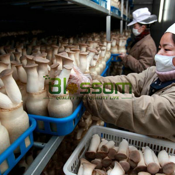 IQF double spore frozen champignons export mushroom