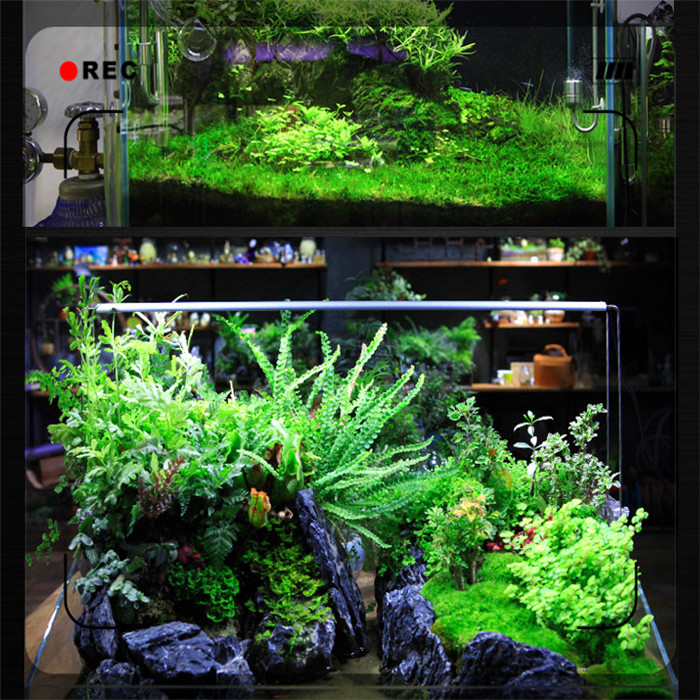 chihirosシリーズledライトスーパーホワイト植物のために使用してspeical特別なデザインタンク仕入れ・メーカー・工場