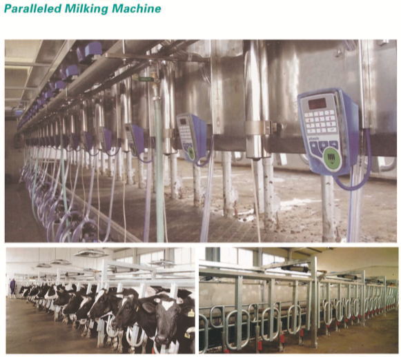 paralleled milking hall /single cow milking machine